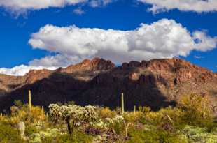 Saguaro National Park-6498.jpg